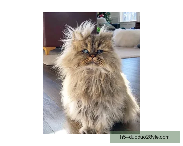 金菠萝背后法兰克福全城炸毛